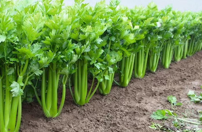 Целина дръжкова Танго, селъри, хибрид  (7015)